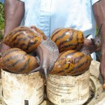 African Giant Snail