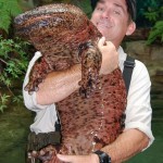 Chinese Giant Salamander