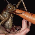 Giant Weta Cricket