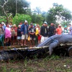 Saltwater Crocodile