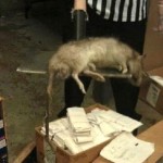 Huge Rat Killed in Foot Locker Store