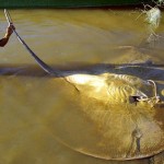 Giant Freshwater Stingray