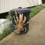 Coconut Crabs