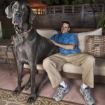 Giant George the Great Dane