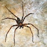 Giant Huntsman Spider