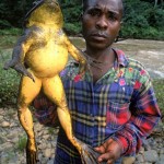 African Goliath Frog