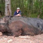 Giant Hog