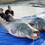 Mekong Catfish