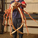 Japanese Spider Crab