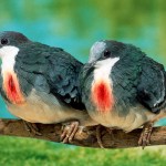 Bleeding Heart Pigeons