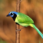 Green Jay