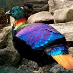 Himalayan Monal