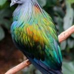 Nicobar Pigeon