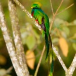 Quetzal