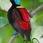 Winson's Bird Of Paradise